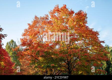 WA25797-00...WASHINGTON - foglie con colori autunnali su un albero d'acero, al Gene Coulon Memorial Beach Park di Renton. Foto Stock