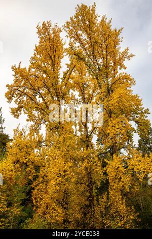 WA25811-00...WASHINGTON - alberi dai colori brillanti dell'autunno al Washington Park Arboretum di Seattle. Foto Stock