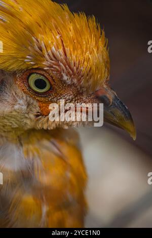 Crisolophus pictus di Porec Croazia, bellissimo uccello di fagiano dorato con un coloratissimo Papago Park foto di alta qualità Foto Stock