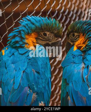 Due pappagalli blu e gialli Ara arauna appollaiati sul ramo foto di alta qualità Foto Stock