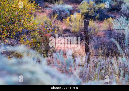 Colori autunnali nel pennello, recinzione a filo spinato, Utah, Stati Uniti Foto Stock