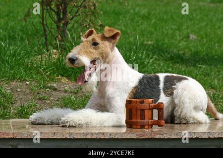 Collegare Fox Terrier e una tazza Foto Stock