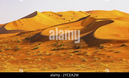 Dune di sabbia curve scolpite dal vento nel deserto di Rub al Khali, provincia di Dhofar, penisola arabica, Sultanato dell'Oman Foto Stock