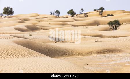 Alberi nelle dune di sabbia, deserto di Rub al Khali, provincia di Dhofar, penisola arabica, Sultanato dell'Oman Foto Stock