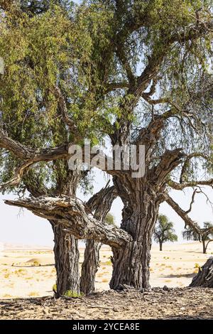 Alberi con corteccia gnarata in una pianura sabbiosa del deserto di Rub al Khali, provincia di Dhofar, penisola arabica, Sultanato dell'Oman Foto Stock