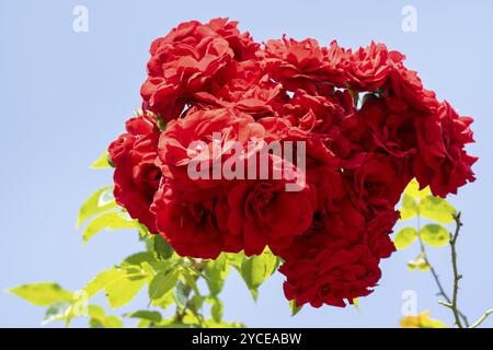 Fiori rossi della rosa di arrampicata (Rosa) contro un cielo blu, Renania settentrionale-Vestfalia, Germania, Europa Foto Stock