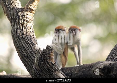 Scimmia ussara dal naso nero (Erythrocebus patas patas), patas, scimmia ussara dell'Africa occidentale, animali giovani, due animali, sull'albero, comportamento sociale, Gambia Foto Stock