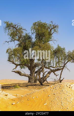 Alberi con corteccia gnarata in una pianura sabbiosa del deserto di Rub al Khali, provincia di Dhofar, penisola arabica, Sultanato dell'Oman Foto Stock