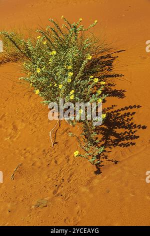 Le piante con fiori gialli crescono nelle dune di sabbia del deserto di Rub al Khali, nella provincia di Dhofar, nella penisola arabica, nel Sultanato dell'Oman Foto Stock