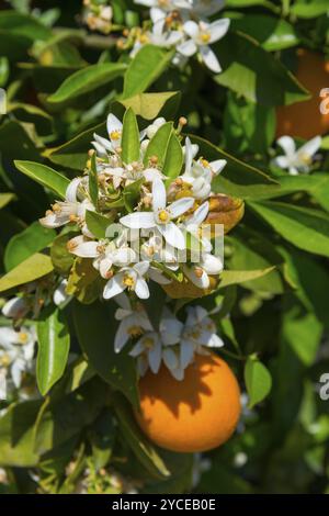 Primo piano di fiori bianchi con arance e foglie verdi, aranci vicino a Skala, Laconia, Peloponneso, Grecia, Europa Foto Stock