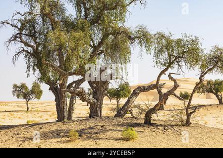 Alberi con corteccia gnarata in una pianura sabbiosa del deserto di Rub al Khali, provincia di Dhofar, penisola arabica, Sultanato dell'Oman Foto Stock