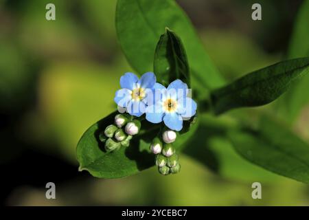 Swamp Forget-me-not (Myosotis scorpioides), fiore, fioritura, Germania, Europa Foto Stock