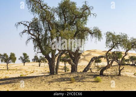 Alberi con corteccia gnarata in una pianura sabbiosa del deserto di Rub al Khali, provincia di Dhofar, penisola arabica, Sultanato dell'Oman Foto Stock