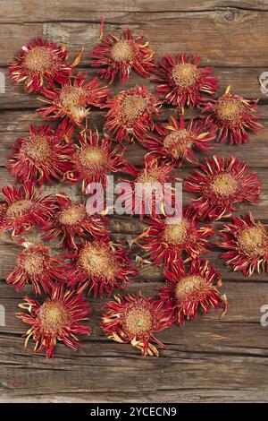 Il fiore di gerbera arancione asciugato naturalmente al sole Foto Stock