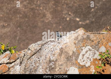 Un solitario Robin indiano è raffigurato seduto in cima a una superficie rocciosa aspra, circondato da vegetazione sparsa sotto la luce del giorno a Shravanabelagola Foto Stock