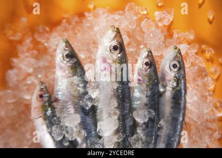 Presentazione di acciughe fresche su un letto di ghiaccio Foto Stock