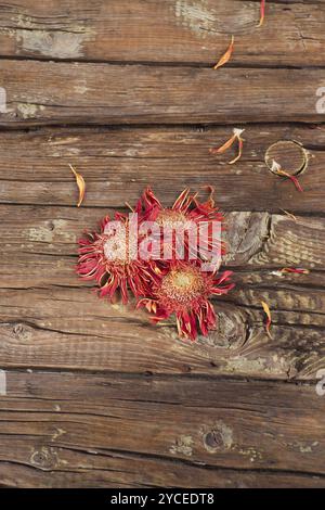 Il fiore di gerbera arancione asciugato naturalmente al sole Foto Stock