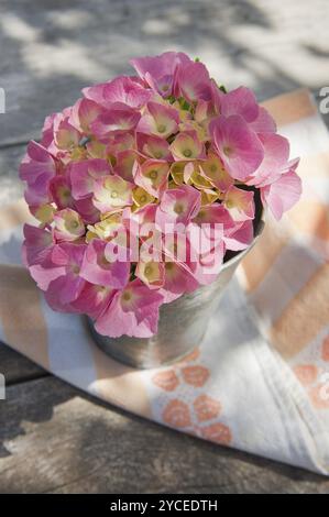 Il fiore rosa hydrangea in piena fioritura a fine primavera Foto Stock