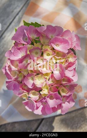 Il fiore rosa hydrangea in piena fioritura a fine primavera Foto Stock