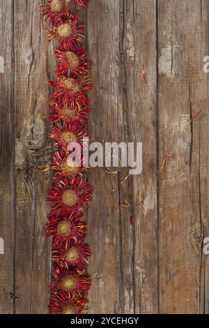 Il fiore di gerbera arancione asciugato naturalmente al sole Foto Stock