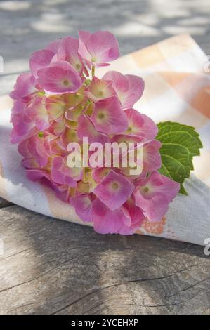Il fiore rosa hydrangea in piena fioritura a fine primavera Foto Stock