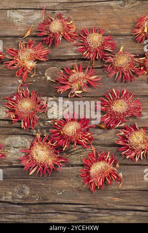 Il fiore di gerbera arancione asciugato naturalmente al sole Foto Stock