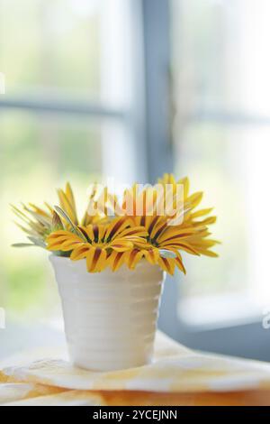 Fiori estivi dal giardino margherita giallo Dimorfoteca Foto Stock