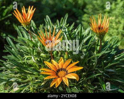 Vista ravvicinata dei fiori arancioni gialli dorati della gazania linearis che fioriscono alla luce del sole Foto Stock