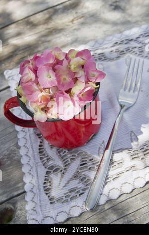 Il fiore rosa hydrangea in piena fioritura a fine primavera Foto Stock