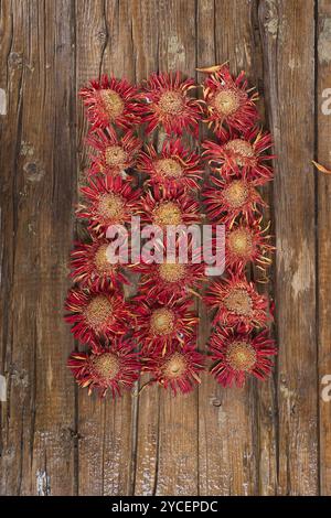 Il fiore di gerbera arancione asciugato naturalmente al sole Foto Stock