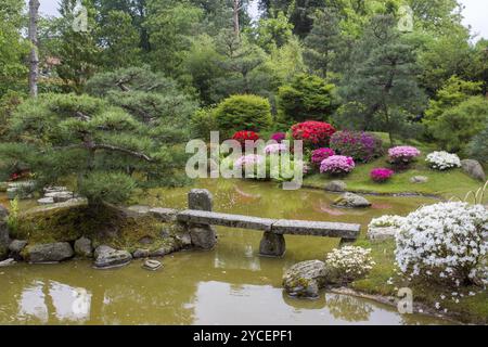 Azalea fioritura e laghetto nel Giardino Giapponese Foto Stock