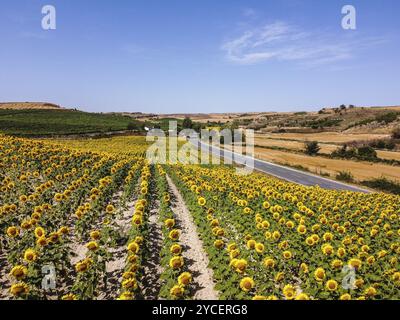 Vista aerea del campo di girasoli durante le giornate di sole estive con cielo blu. Sfondo naturale girasole. La Bureba, Burgos, Spagna, Europa Foto Stock