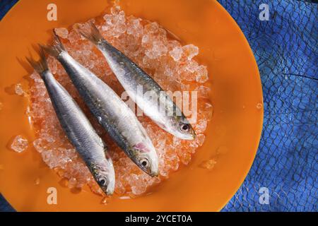 Presentazione di acciughe fresche su un letto di ghiaccio Foto Stock