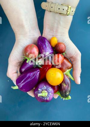 Mani che tengono in mano un variopinto assortimento di verdure fresche, tra cui pomodori, melanzane e pepe rosso su sfondo blu, perfette per il giardinaggio. Foto Stock