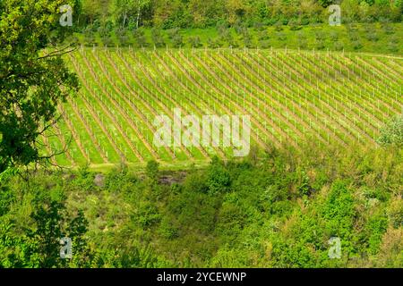 Paesaggi e colori della fioritura primaverile dell'Appennino Emilia-Romagna, province di Bologna e Ravenna, Emilia Romagna, Italia Foto Stock