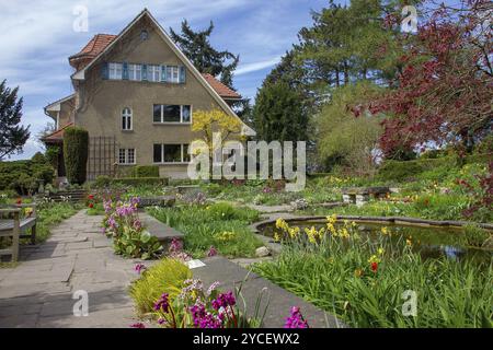 Fantastici fiori viola patens pulsatilla accanto alla casa di Karl Foerster a Potsdam, nell'area di Berlino. Bella giornata primaverile (aprile) Foto Stock