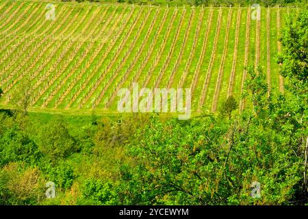 Paesaggi e colori della fioritura primaverile dell'Appennino Emilia-Romagna, province di Bologna e Ravenna, Emilia Romagna, Italia Foto Stock