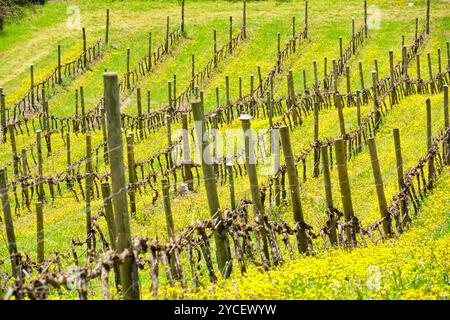 Paesaggi e colori della fioritura primaverile dell'Appennino Emilia-Romagna, province di Bologna e Ravenna, Emilia Romagna, Italia Foto Stock