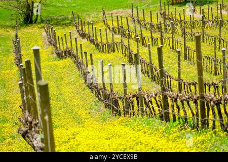 Paesaggi e colori della fioritura primaverile dell'Appennino Emilia-Romagna, province di Bologna e Ravenna, Emilia Romagna, Italia Foto Stock