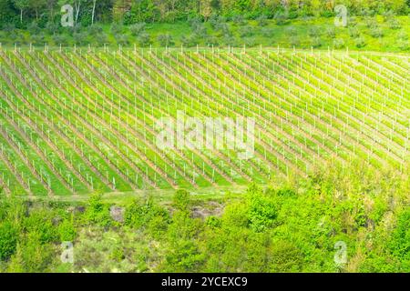 Paesaggi e colori della fioritura primaverile dell'Appennino Emilia-Romagna, province di Bologna e Ravenna, Emilia Romagna, Italia Foto Stock