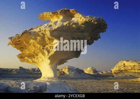 Roccia nel deserto bianco, funghi porcini, formazione di funghi, Egitto, Africa Foto Stock