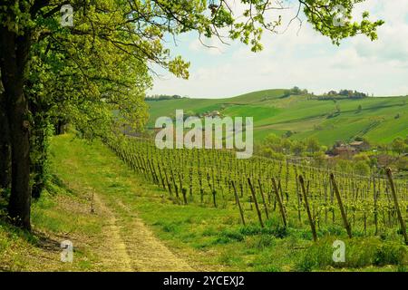 Paesaggi e colori della fioritura primaverile dell'Appennino Emilia-Romagna, province di Bologna e Ravenna, Emilia Romagna, Italia Foto Stock