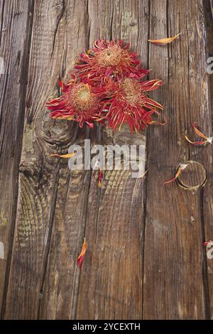 Il fiore di gerbera arancione asciugato naturalmente al sole Foto Stock