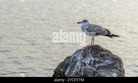 Un gabbiano in piedi su una roccia con l'acqua sullo sfondo. Un gabbiano sulla costa del Mar Nero a Nessebar, Bulgaria. Un Kingfisher, Sea mew o gabbiano su una roccia Foto Stock