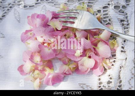 Il fiore rosa hydrangea in piena fioritura a fine primavera Foto Stock