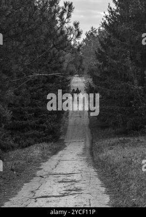 Una coppia che si tiene per mano camminando su una strada rurale attraverso la foresta al crepuscolo Foto Stock