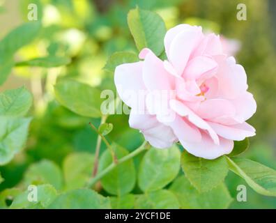 Colore rosa è aumentato Foto Stock