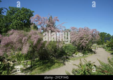 Il Tamarix gallica è un piccolo albero popolare in Arabia Saudita e nel Mediterraneo. Questo è nel giardino botanico di San Pietroburgo Foto Stock