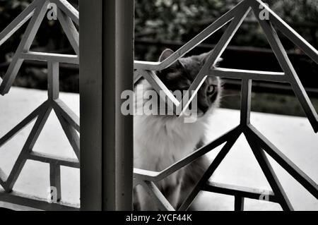 B&W foto, con una profondità di campo bassa, di un gatto che guarda attraverso una finestra Foto Stock