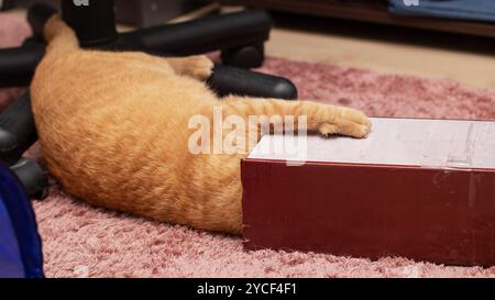 Un felino Felidae, con pelliccia d'arancia e whisker, sdraiato su un tappeto rosa vicino a una scatola di legno etichettata Friday. Il gatto di piccole e medie dimensioni trova conforto Foto Stock